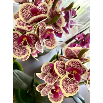 Cserepes orchidea bordó-cirmos 30-35 cm – élethű gondozásmentes dekoráció