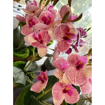 Cserepes orchidea rózsaszín-cirmos 28 cm – élethű dekoráció